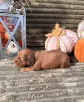 AKC, a male Miniature Dachshund for sale in Bonne Terre, MO – 2 of 6