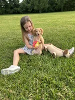 AKC Rowdy , a male Miniature Dachshund for sale in Bonne Terre, MO – 4 of 8
