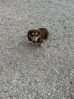 AKC Wilson, a male Miniature Dachshund for sale in Bonne Terre, MO – 5 of 5