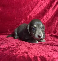AKC Snickers, a male Miniature Dachshund for sale in Bonne Terre, MO – 3 of 5