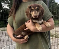 AKC Wilson, a male Miniature Dachshund for sale in Bonne Terre, MO – 1 of 5
