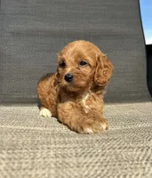 APRI Tucker , a male Cavapoo for sale in Bonne Terre, MO – 9 of 10