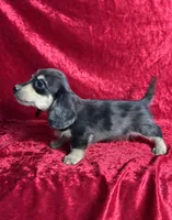 AKC Scout , a male Miniature Dachshund for sale in Bonne Terre, MO – 4 of 8