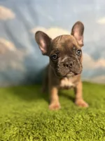 AKC Jax, a male French Bulldog for sale in Bonne Terre, MO – 2 of 9