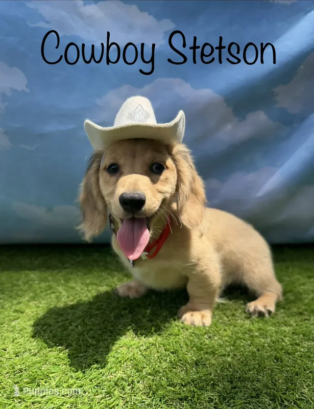 AKC Stetson  – Miniature Dachshund puppy for sale in Bonne Terre, MO