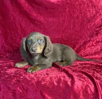 AKC Denver , a male Miniature Dachshund for sale in Bonne Terre, MO – 2 of 10