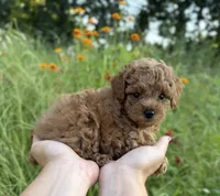 Rosie, a female Poodle - Toy  for sale in Bonne Terre, MO – 6 of 8