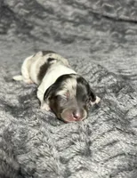 APRI Prada , a female Miniature Dachshund for sale in Bonne Terre, MO – Photo 2 of 8