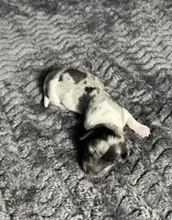 APRI Prada , a female Miniature Dachshund for sale in Bonne Terre, MO – Photo 6 of 8