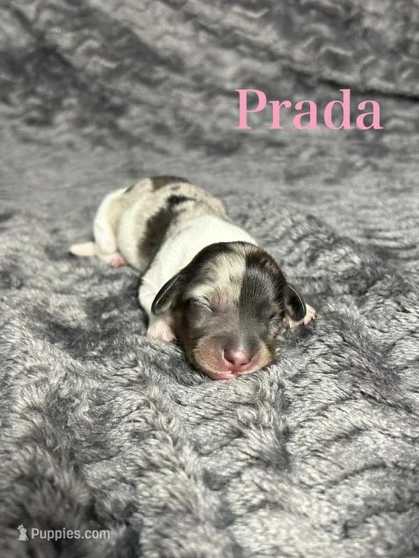 APRI Prada  – Miniature Dachshund puppy on hold in Bonne Terre, MO