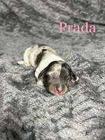 APRI Prada , a female Miniature Dachshund for sale in Bonne Terre, MO – Photo 1 of 8