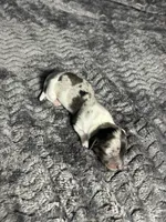 APRI Prada , a female Miniature Dachshund for sale in Bonne Terre, MO – Photo 8 of 8