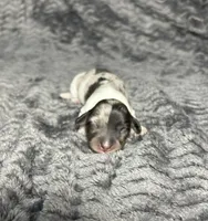 APRI Prada , a female Miniature Dachshund for sale in Bonne Terre, MO – Photo 3 of 8