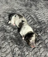 APRI Prada , a female Miniature Dachshund for sale in Bonne Terre, MO – Photo 7 of 8