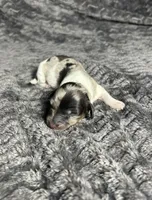 APRI Prada , a female Miniature Dachshund for sale in Bonne Terre, MO – Photo 4 of 8