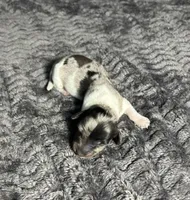 APRI Prada , a female Miniature Dachshund for sale in Bonne Terre, MO – Photo 5 of 8