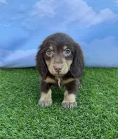 AKC Connor , a male Miniature Dachshund for sale in Bonne Terre, MO – 8 of 10