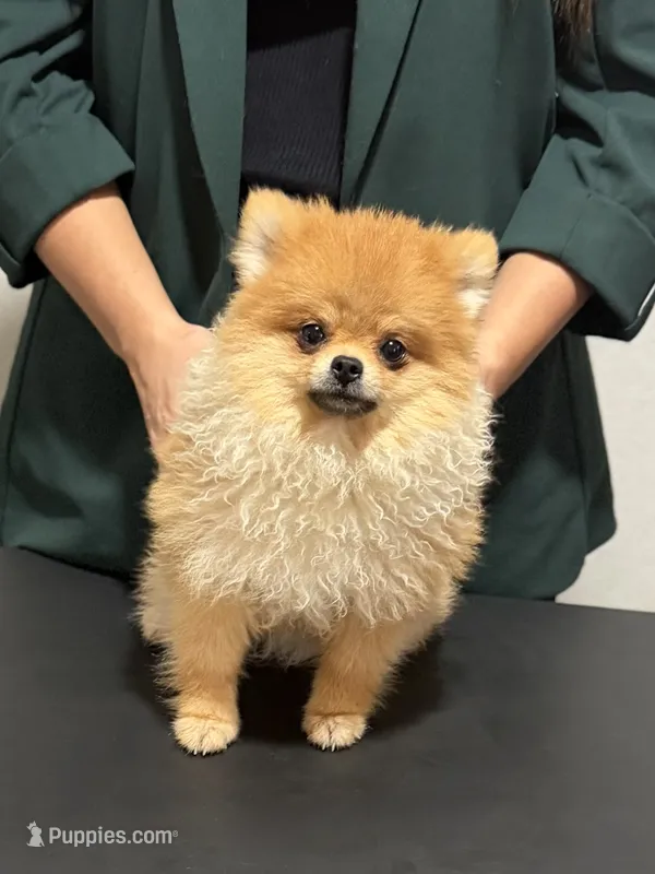 AKC Muffin – Pomeranian puppy for sale in Bonne Terre, MO