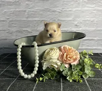 AKC Magnolia, a female Pomeranian for sale in Bonne Terre, MO – Photo 6 of 10