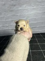 AKC Magnolia, a female Pomeranian for sale in Bonne Terre, MO – Photo 7 of 10