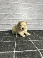 AKC Magnolia, a female Pomeranian for sale in Bonne Terre, MO – Photo 8 of 10