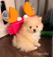 AKC Magnolia, a female Pomeranian for sale in Bonne Terre, MO – Photo 1 of 10