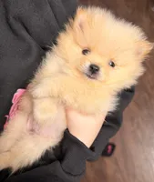 AKC Magnolia, a female Pomeranian for sale in Bonne Terre, MO – Photo 2 of 10