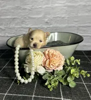 AKC Magnolia, a female Pomeranian for sale in Bonne Terre, MO – Photo 5 of 10