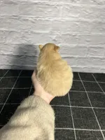 AKC Magnolia, a female Pomeranian for sale in Bonne Terre, MO – Photo 9 of 10