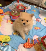 AKC Magnolia, a female Pomeranian for sale in Bonne Terre, MO – Photo 3 of 10