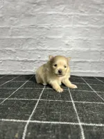 AKC Magnolia, a female Pomeranian for sale in Bonne Terre, MO – Photo 10 of 10