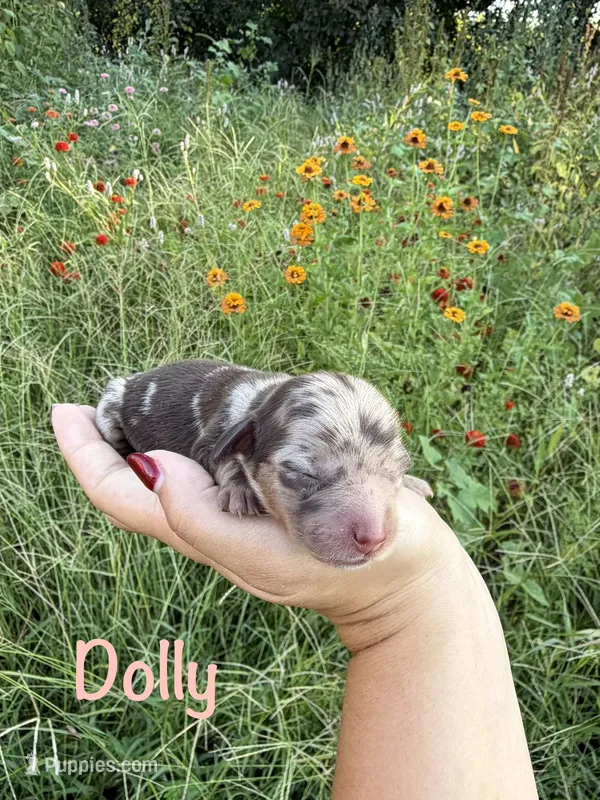 AKC Dolly – Miniature Dachshund puppy for sale in Bonne Terre, MO
