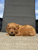 APRI Thatcher , a male Cavapoo for sale in Bonne Terre, MO – 6 of 10
