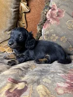 AKC Chloe , a female Miniature Dachshund for sale in Bonne Terre, MO – 5 of 8