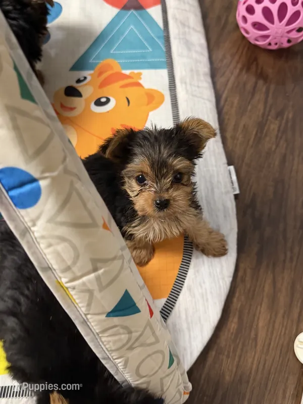 Dottie – Yorkshire Terrier puppy for sale in Bonne Terre, MO