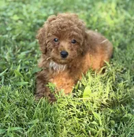 Lottie , a female Poodle - Miniature  for sale in Bonne Terre, MO – 5 of 6