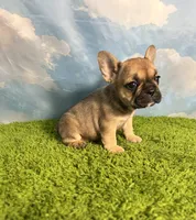AKC Jolene, a female French Bulldog for sale in Bonne Terre, MO – 7 of 8