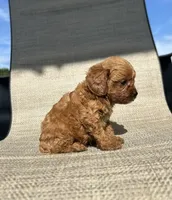 APRI Ace , a male Cavapoo for sale in Bonne Terre, MO – 2 of 5