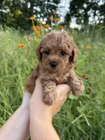 Rosie, a female Poodle - Toy  for sale in Bonne Terre, MO – 8 of 8