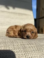 APRI Addie, a female Cavapoo for sale in Bonne Terre, MO – 4 of 5