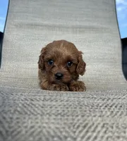 APRI Atlas , a male Cavapoo for sale in Bonne Terre, MO – 4 of 4