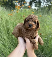 Rex, a male Poodle - Toy  for sale in Bonne Terre, MO – 5 of 8