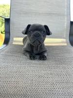 AKC Mabel , a female French Bulldog for sale in Bonne Terre, MO – 5 of 5