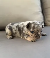 AKC Diesel , a male French Bulldog for sale in Bonne Terre, MO – 3 of 10