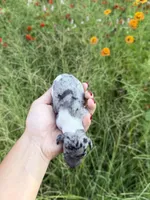 AKC Jolene , a female Miniature Dachshund for sale in Bonne Terre, MO – 5 of 10