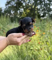 Beckett, a male Yorkshire Terrier for sale in Bonne Terre, MO – 4 of 8