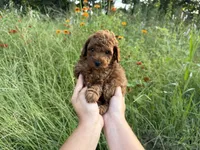Rex, a male Poodle - Toy  for sale in Bonne Terre, MO – 7 of 8