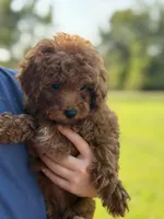 Lottie , a female Poodle - Miniature  for sale in Bonne Terre, MO – 3 of 6