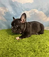 AKC Jasper , a male French Bulldog for sale in Bonne Terre, MO – 6 of 7