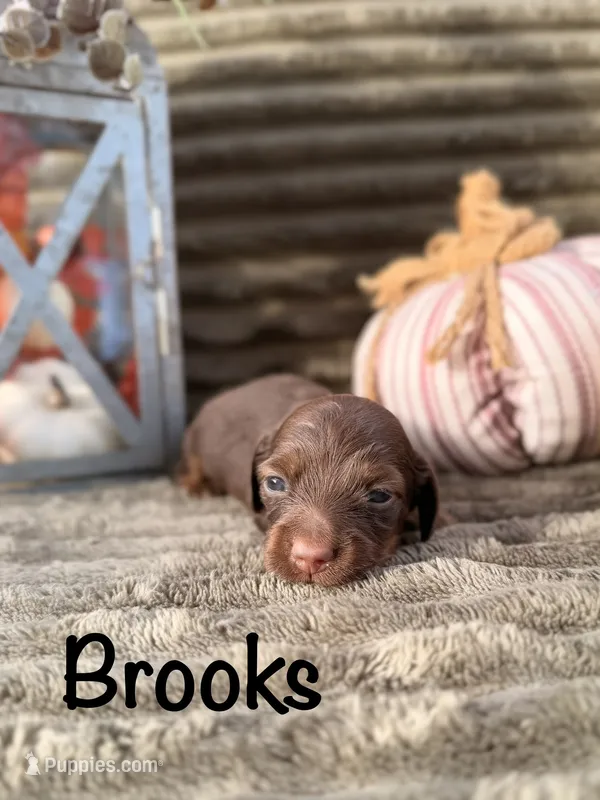 AKC Brooks – Miniature Dachshund puppy for sale in Bonne Terre, MO